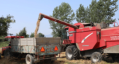 Bolu'da Genetiği ile Oynanmamış Iza buğdayı Hasadı