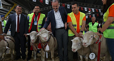 Damızlık Koç Yarışması ve Büyük Süs Tavukları Mezatı Yapıldı