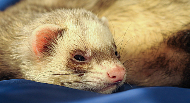 Kimliklendirilen Ev Hayvanları Arasında 40 Gelincik de Bulunuyor