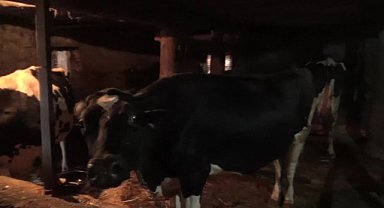 Andırınlı Süt Üreticisi: 