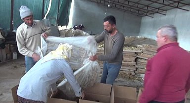 AYDINLI TÜTÜN ÜRETİCİSİ: "ÖNCEKİ YILLARA GÖRE TÜTÜN PARA ETMEZ OLDU."