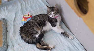 Beşiktaş Belediyesi'nden Şiddete Uğrayan Kedilere Özel Bakım Ve Tedavi Hizmeti