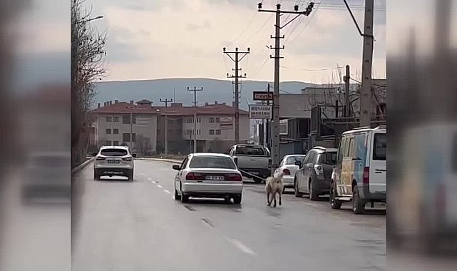 ÇORUM'DA İKİ KÖPEĞİN OTOMOBİL VE MOTOSİKLETE İPLE BAĞLANARAK ZORLA GÖTÜRÜLDÜĞÜ GÖRÜNTÜLER TEPKİYE NEDEN OLDU