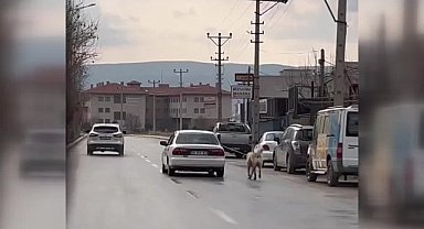 ÇORUM'DA İKİ KÖPEĞİN OTOMOBİL VE MOTOSİKLETE İPLE BAĞLANARAK ZORLA GÖTÜRÜLDÜĞÜ GÖRÜNTÜLER TEPKİYE NEDEN OLDU