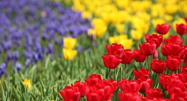 İSTANBUL'DA LALE, SÜMBÜL VE NERGİS CÜMBÜŞÜ