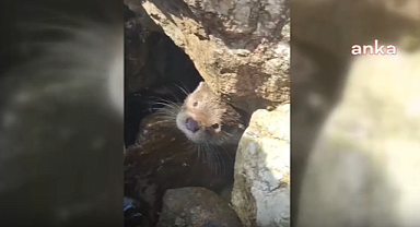Nesli Tükenmekte Olan Su Samuru Sinop'ta Görüntülendi