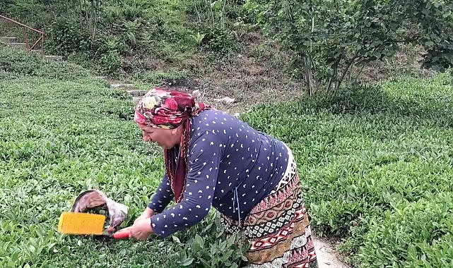 Hopa Ziraat Odası Başkanı Muti: "Çaya verilen bu fiyatı kabul etmiyoruz"