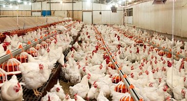 TÜİK: Tavuk Eti Ve Yumurta Üretimi Arttı