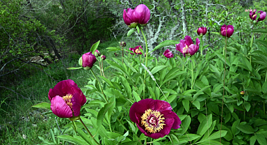 Yozgatlılar, Cehrilik Lalesi ile Gelin Kayası bölgesinin koruma altına alınmasını istiyor