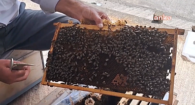 Artvin Ziraat Odası Başkanı Köksal Portakal'dan sahte bal uyarısı: 