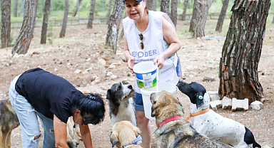 Buca Belediyesi'nden sahipsiz sokak hayvanları için iş birliği