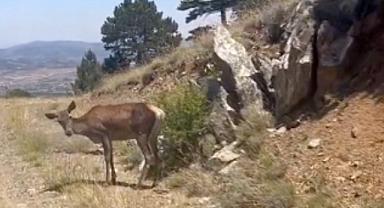 Salda Gölü çevresine bırakılan kızıl geyiklerden biri doğada beslenirken görüntülendi