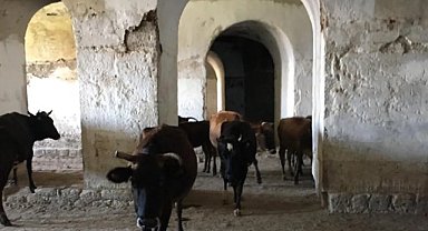 Erzurum Valiliği'nden tarihi eserlere inek bağlanmasına dair açıklama: 
