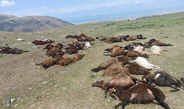 Iğdır'da yıldırım düştü: 70 hayvan telef oldu, bir kişi ağır yaralandı