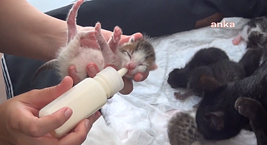 Sinop'ta bir kedi tek seferde 11 yavru doğurdu