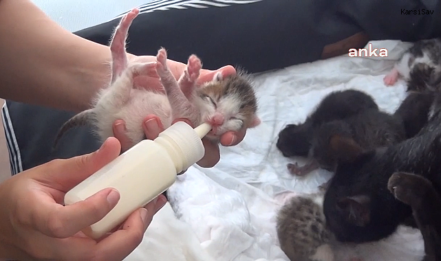 Sinop'ta bir kedi tek seferde 11 yavru doğurdu