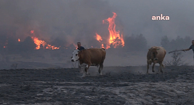 Ankara-Bolu sınırındaki yangın kontrol altına alındı