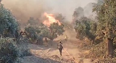 Aydın'ın Germencik ilçesinde çıkan orman yangını yerleşim yerlerine sıçradı 