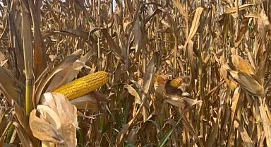 Ayhan Barut: "Mısırdaki taban fiyat 11 lira olarak açıklanmalı"