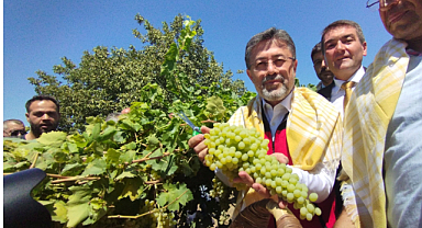 Bakan Yumaklı, Manisa'da üzüm hasadına katıldı: İklim şartları beklediğimizin üzerinde bir rekolte gelmesine engel oldu