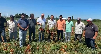 CHP'li Sarıbal'dan domates ve karpuz üreticisi için çağrı : "Çiftçi zarar içinde, destek şart"