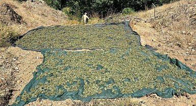 Diyarbakır'da 2 milyon 715 bin kök kenevir ele geçirildi