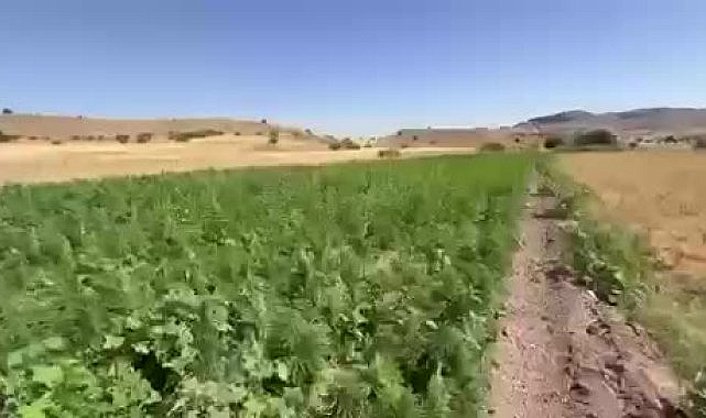 Diyarbakır'da narko-terör operasyonunda 2 milyon 269 bin kök kenevir ele geçirildi
