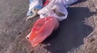 Edirne'de çuval içinde ölü köpekler bulundu