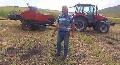 Göleli çiftçi: Tarlaları fareler bastı