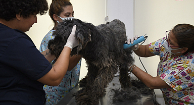 Kuşadası Evcil Hayvan Rehabilitasyon Merkezi'nden pet kuaförlük hizmeti