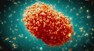 Sağlık Bakanlığı maymun çiçeği hastalığı için rehber yayımladı