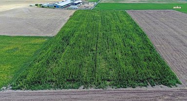 Tarım arazilerinin kiraya verilmesini öngören yönetmeliğin iptali için Danıştay'da dava açıldı