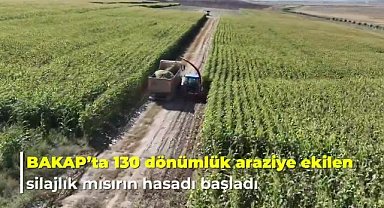 Ankara Büyükşehir Belediyesi'nin hayvan yetiştiricileri için silajlık mısır hasadı başladı