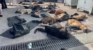 Gebze Belediyesi'nin hayvan barınağında öldürülmüş çok sayıda köpek ve kedi bulundu