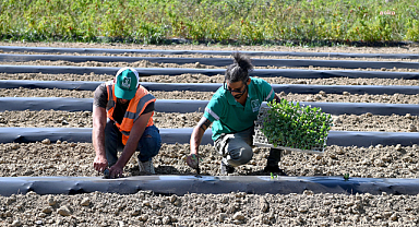 Kuşadası Belediyesi'nin ürettiği sebzeler Halk Adamarket Satış Mağazası satılıyor