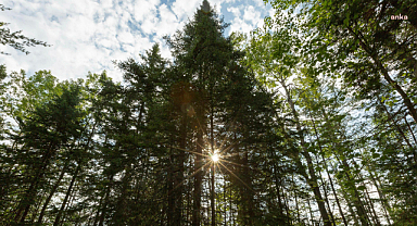 Uluslararası Doğa Koruma Birliği: Dünya genelinde her üç ağaç türünden biri yok olma tehlikesiyle karşı karşıya