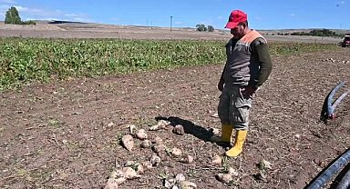 Yozgat'ta şeker pancarı hasadı gecikmeli başladı