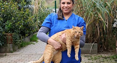 Ataşehir'de yedi ayda yedi bine yakın can dost tedavi edildi
