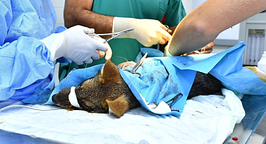 İzmir Doğal Yaşam Parkı'nda, yaban hayatın sakinleri rehabilite ediliyor