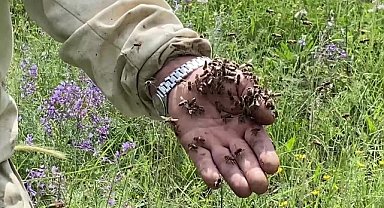 Yozgat'ta iklim değişikliği, arı popülasyonunu ile bal üretimini olumsuz etkiledi