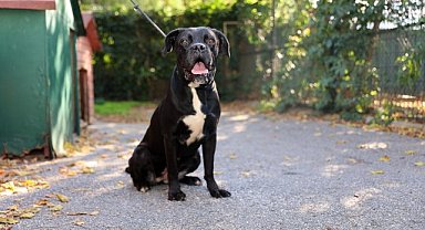 Ataşehir Belediyesi, sahiplenilen sokak köpeklerinin bir yıllık aşı ve mama ihtiyacını karşılayacak