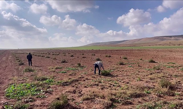 Şanlıurfa'da susuz yetişen "bej domatesin" Ata tohumu koruma altına alınarak çoğaltılacak