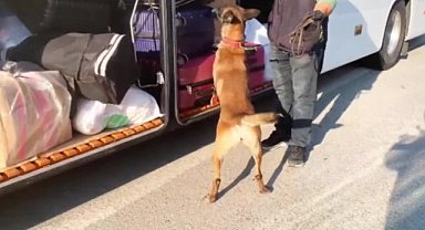 Malatya'da peynir bidonlarına gizlenmiş 12 kilo skunk ele geçirildi