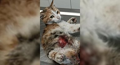 Ağır yaralarına rağmen yaşama tutunan kedinin adı "Azim" oldu 