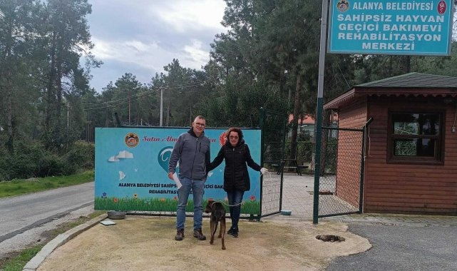 Alanya Belediyesi Veteriner İşleri Müdürlüğü, 15 günde 188 sokak hayvanını kısırlaştırdı