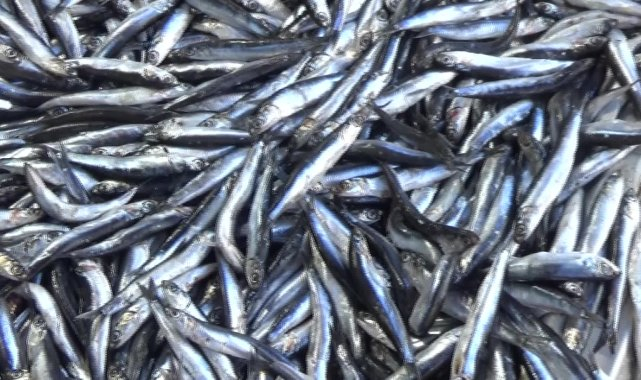 Edirne'de hamsinin satış fiyatına zam geldi, kilosu 250 lira oldu