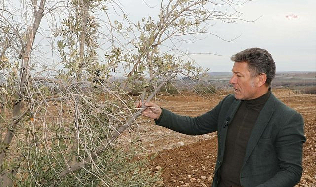 Orhan Sarıbal, Gaziantep'te zeytinliklerde incelemelerde bulundu