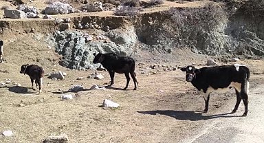 Osmaniye'de köylülerin 'su' tepkisi: "Aylardır burada susuzluk çekiyoruz, ortada kaldık"
