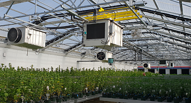 Tıbbi Kenevir Üretiminde Yeni Dönem Başlıyor