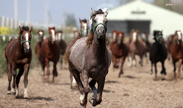 TİGEM, 16 safkan Arap kısrağını satışa çıkardı